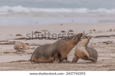Sea lions being very vocal together. 