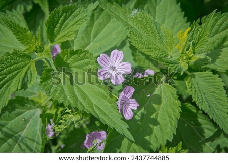 Stinging nettle plants background, Urtica dioica leaves, overhead view. Top view fresh stinging nettle leaves for soup, vitamin salad or tea. Medicinal herb for hair shampoo