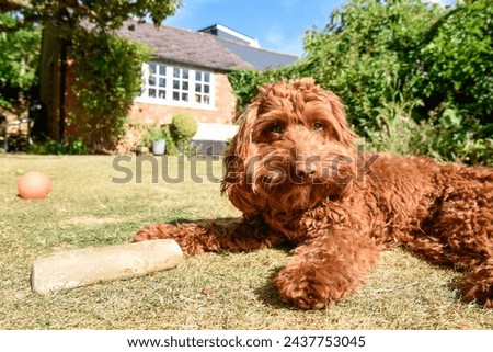 Dog with toys in a family garden