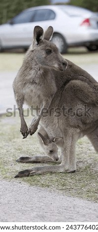 A lady kangroo is in the town 