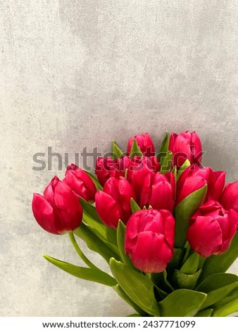 bouquet of bright pink tulips in a vase on a blue background close-up
