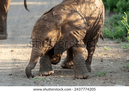 Baby elephant is playing with a stone