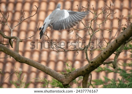 Picture of a pigeon taking off from a field maple branch in a suburban area.