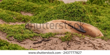 Beautiful sea lion lying on its back in the sand dunes. 