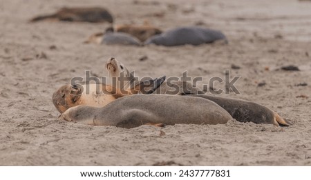 Groups of sea lions lying on the sand. 