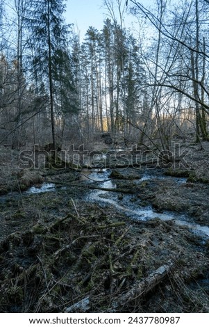 In the heart of the forest, a small river winds its way gently through the trees, offering a peaceful retreat for both nature and soul. Royalty-Free Stock Photo #2437780987