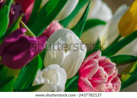 In the garden's embrace, tulips dance in the sunlight, their petals shimmering like precious gems Royalty-Free Stock Photo #2437782137