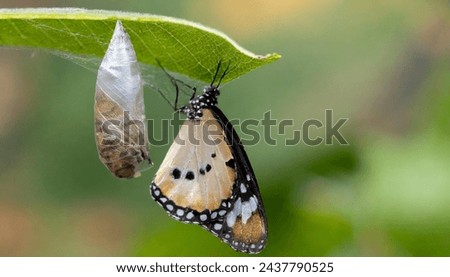 Close-up of a butterfly cocoon hanging on a leaf.