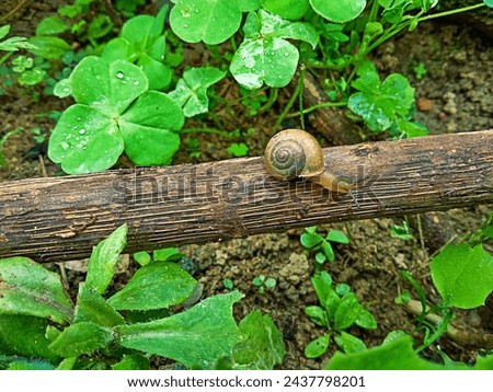 An Asian Snail, a land snail that has become an invasive species in the Americas and possibly the most widely distributed species in the world. Photo of a farm yard in Esmeraldas, Minas Gerais.