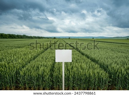 winter wheat on demonstration plots of different varieties Royalty-Free Stock Photo #2437798861