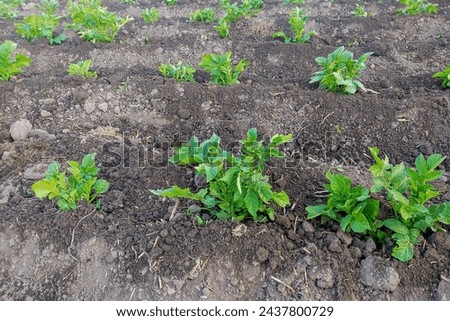 Rows of planted potatoes, immediately after hilling. In hot weather, during a dry period without rain, hilling helps to retain moisture inside the soil by breaking down channels of water evaporation. Royalty-Free Stock Photo #2437800729