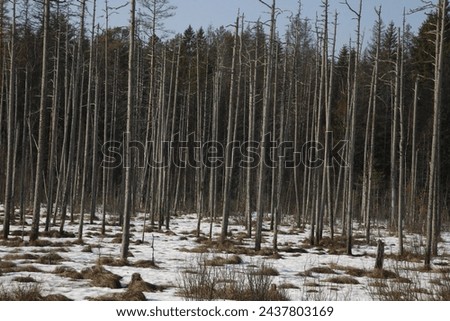 Walk in the forest and nature on a sunny winter day