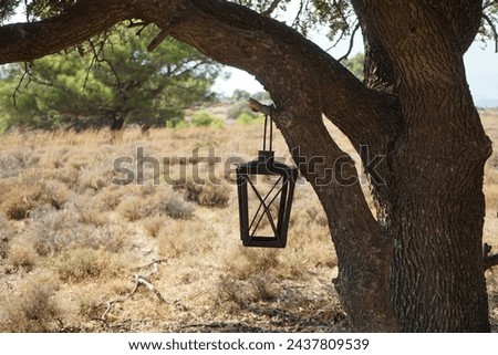 A lantern hangs on Quercus ilex in August on a hill in the vicinity of Lardos village. Quercus ilex, the evergreen oak, holly oak or holm oak is a large evergreen oak native to the Mediterranean. Royalty-Free Stock Photo #2437809539