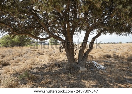 A lantern hangs on Quercus ilex in August on a hill in the vicinity of Lardos village. Quercus ilex, the evergreen oak, holly oak or holm oak is a large evergreen oak native to the Mediterranean. Royalty-Free Stock Photo #2437809547