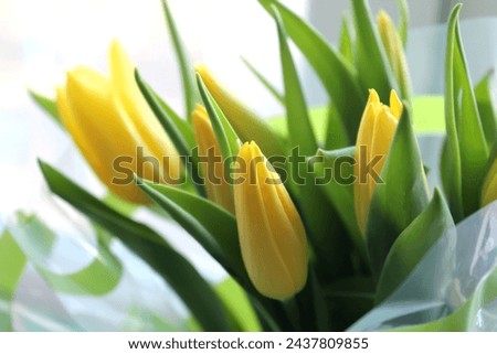 Young yellow tulips in packaging. Stock photo of young spring flowers in best quality.