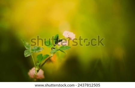 A beautiful pink clover blooming in a green meadow on a warm summer's day. Wild flowers. Royalty-Free Stock Photo #2437812505