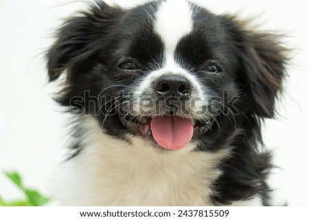 closeup of domestic pet dog
