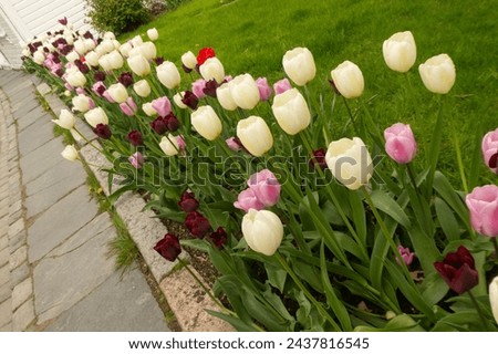 A colorful array of tulips, showcasing whites, reds, and purples, bloom vibrantly against a backdrop of green foliage.