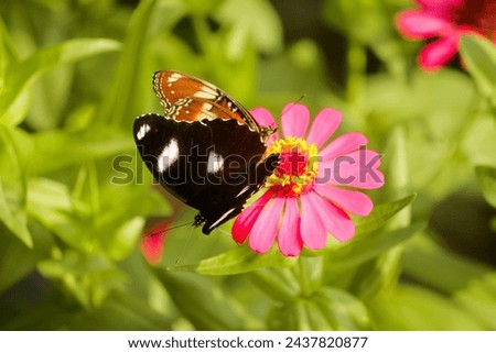 The female Great eggfly butterfly, Hypolimnas bolina bolina, perches on a flower. Beautiful butterfly perched on the flower with blured background
