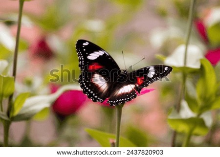 The female Great eggfly butterfly, Hypolimnas bolina bolina, perches on a flower. Beautiful butterfly perched on the flower with blured background
