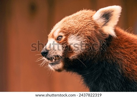 Portrait of a red panda head from the side. Red panda with bared teeth. Portrait, animal, beast. Red panda on a blurred background. Detail, eyes, fur.