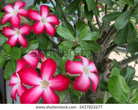Beautiful Pink Flowers big group blooming on the tree . It’s a big size by have dark pink with white color center on , have botanical green leafs around by pink flowers left side of this picture.