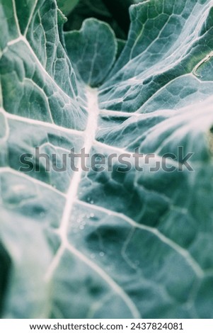 Green leaf plant close up, big greenish blue Cauliflower leaves Royalty-Free Stock Photo #2437824081
