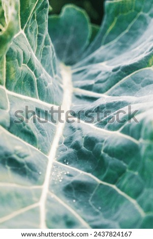 Green leaf plant close up, big greenish blue Cauliflower leaves Royalty-Free Stock Photo #2437824167