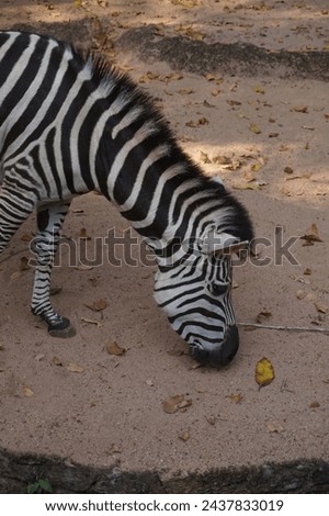 A hungry zebra looking for food.