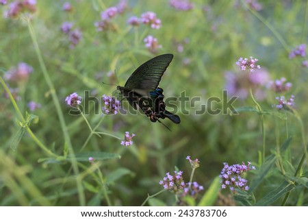 Hokyo emerald swallowtail (Achillides paris)