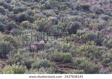 White-tailed Deer - Odocoileus virginianus, common wild ungulate from Andean mountains, Peru Royalty-Free Stock Photo #2437838145
