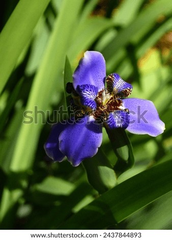 A macro or closeup photo of a blue Iris bloom created on March 11, 2024 in Lakeland, Florida.