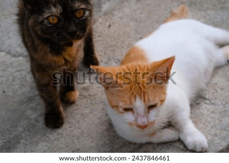 Animal Photography. Animal Behavior. Photo of two cats blocking the road. A predominantly white cat and a predominantly black cat are relaxing. Shot in Macro Lens