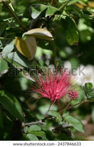A macro or closeup photo of a pink Bottlebrush bloom and Honeybee created on March 11, 2024 in Lakeland, Florida.