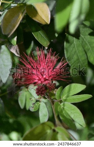 A macro or closeup photo of a pink Bottlebrush bloom and Honeybee created on March 11, 2024 in Lakeland, Florida.