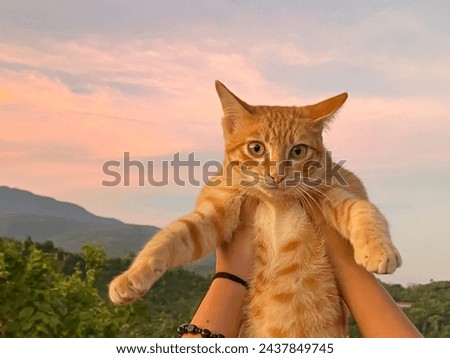 Hand lifting up young male cat with sunset background.