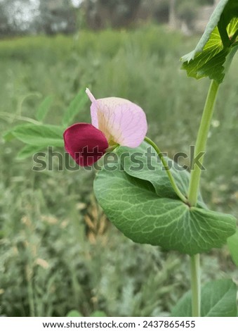 Close up picture of a sweet pink pea flower. blossom flowers pea in nature, The pink coloured flower of pea in the beautiful background.
Beautiful flower against blurry green background.