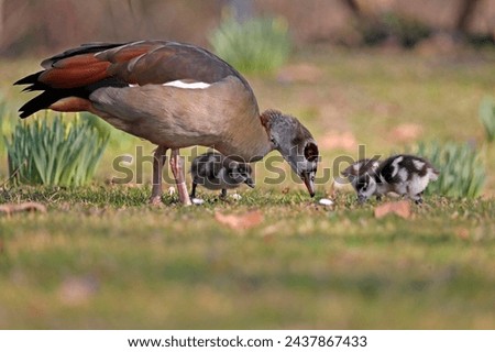 Egyptian goose (Alopochen aegyptiacus), with chicks, eating in a meadow, captive, Germany Royalty-Free Stock Photo #2437867433