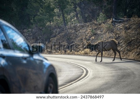 American elk (Cervus canadensis) crosses a road in front of driving car, wildlife crossing, South Rim, Grand Canyon National Park, Arizona, USA Royalty-Free Stock Photo #2437868497