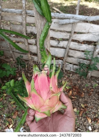 Dragon Fruit In Hand With Nature Background