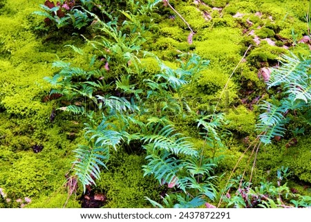 Fern plants surrounded by moss on a natural canyon wall taken at a temperate forest in the rural Northern California Coast Range