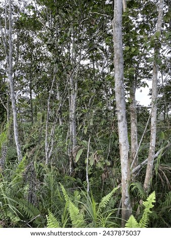 photos of native Central Kalimantan forests around the company