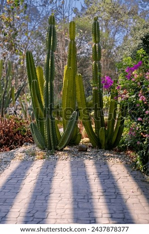 Cactus garden with green grass and shadow in morning