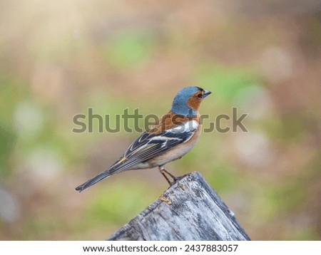 Common chaffinch sits on a tree. Beautiful songbird Common chaffinch in wildlife. The common chaffinch or simply the chaffinch, latin name Fringilla coelebs. Royalty-Free Stock Photo #2437883057