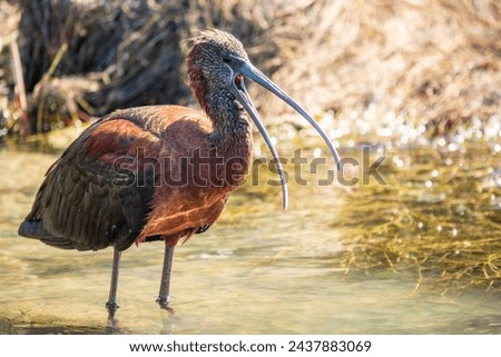 The glossy ibis, latin name Plegadis falcinellus, searching for food in the shallow lagoon. A brown ibis with open beak stands in the water on the shore of the lake. Royalty-Free Stock Photo #2437883069
