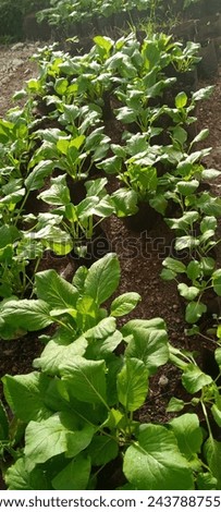 Mustard plants grow well in the polybac in front of the house and are exposed to morning sunlight 