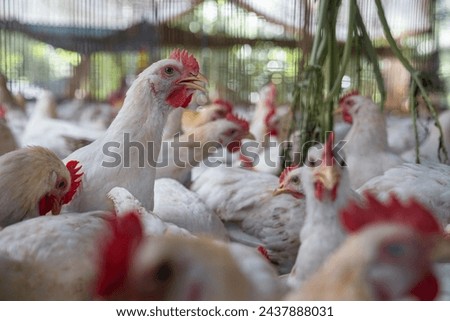 Group of healthy broiler chicken in poultry Royalty-Free Stock Photo #2437888031