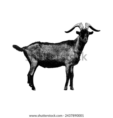 Alpine Goat hand drawing vector isolated on white background. Royalty-Free Stock Photo #2437890001