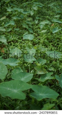 small taro plants growing wild in the garden with green leaves shaped like love and dew drops on the leaves, the photo was taken in the morning.