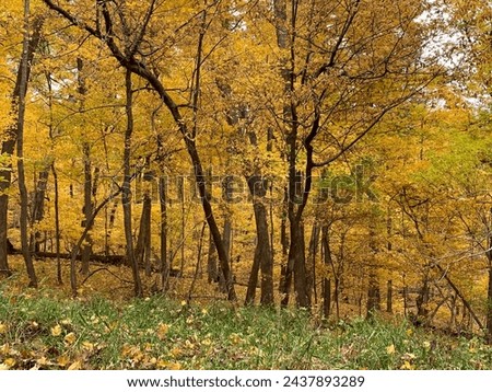 Yellow trees in late fall in eastern Iowa at Palisades Kepler State Park near Mount Vernon and Cedar Rapids. Natural autumn landscape on public land with free admission and parking. Grass and leaves. Royalty-Free Stock Photo #2437893289